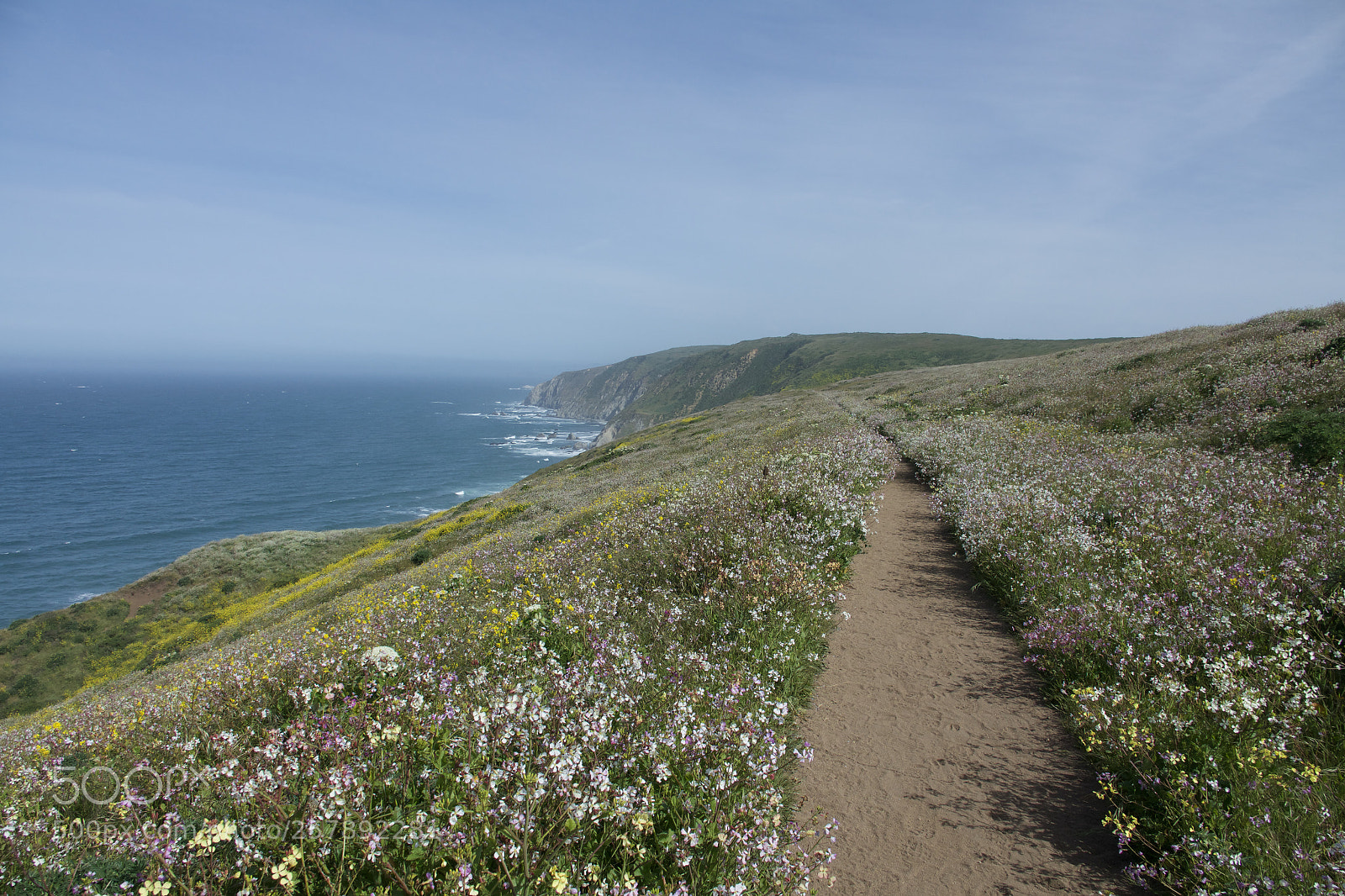 Sony Cyber-shot DSC-RX10 III sample photo. Tomales point photography