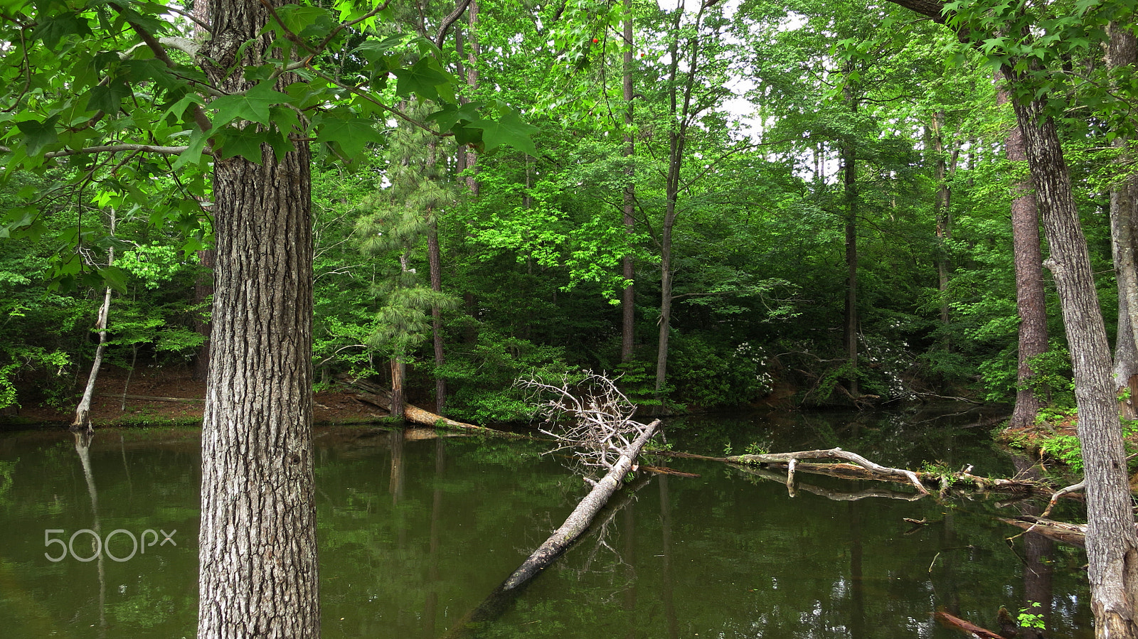 Canon PowerShot S100 sample photo. If a tree fell in the forest.. photography
