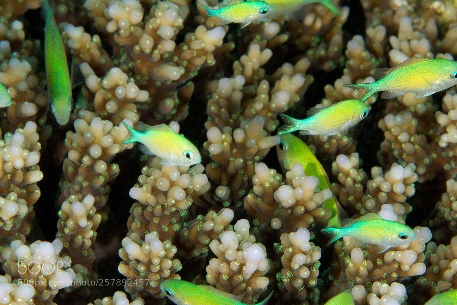 Canon EOS 7D sample photo. Fish over the coralgarden photography