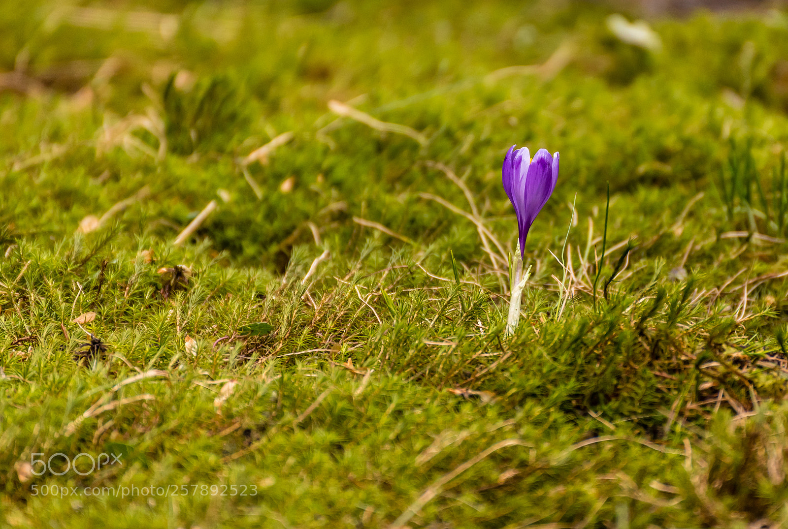 Nikon D750 sample photo. Alone photography