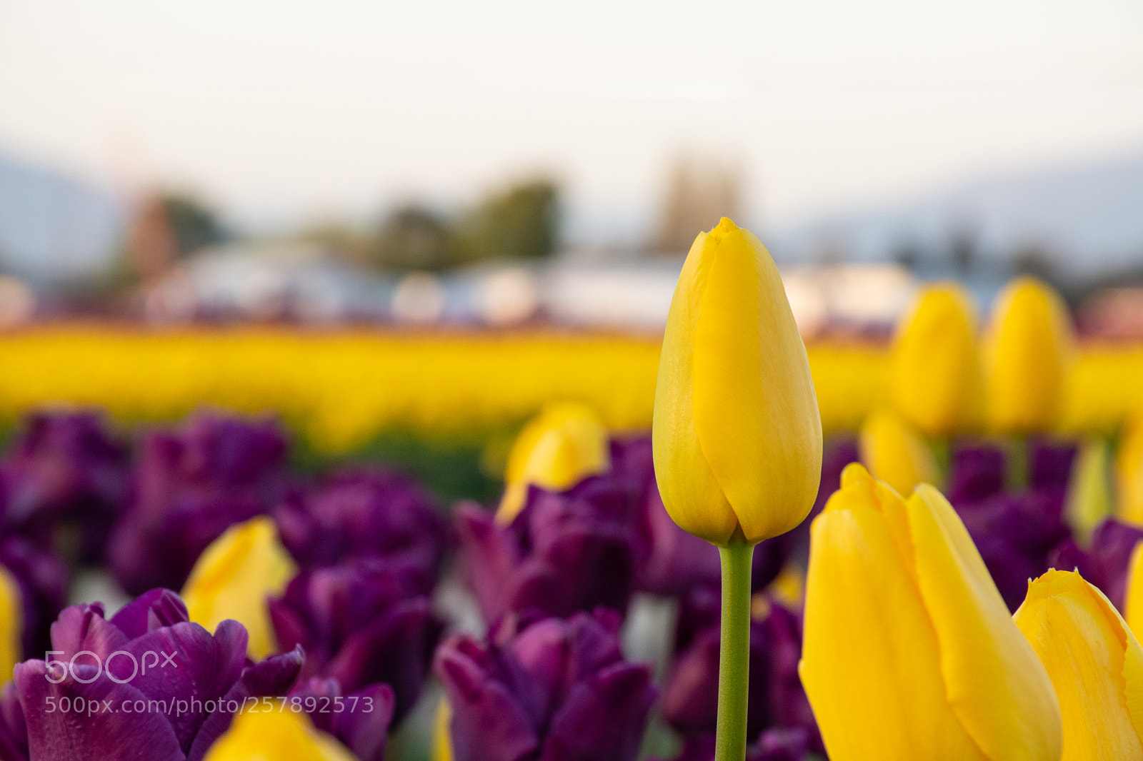 Nikon D7200 sample photo. From roozengaade's display gardens photography