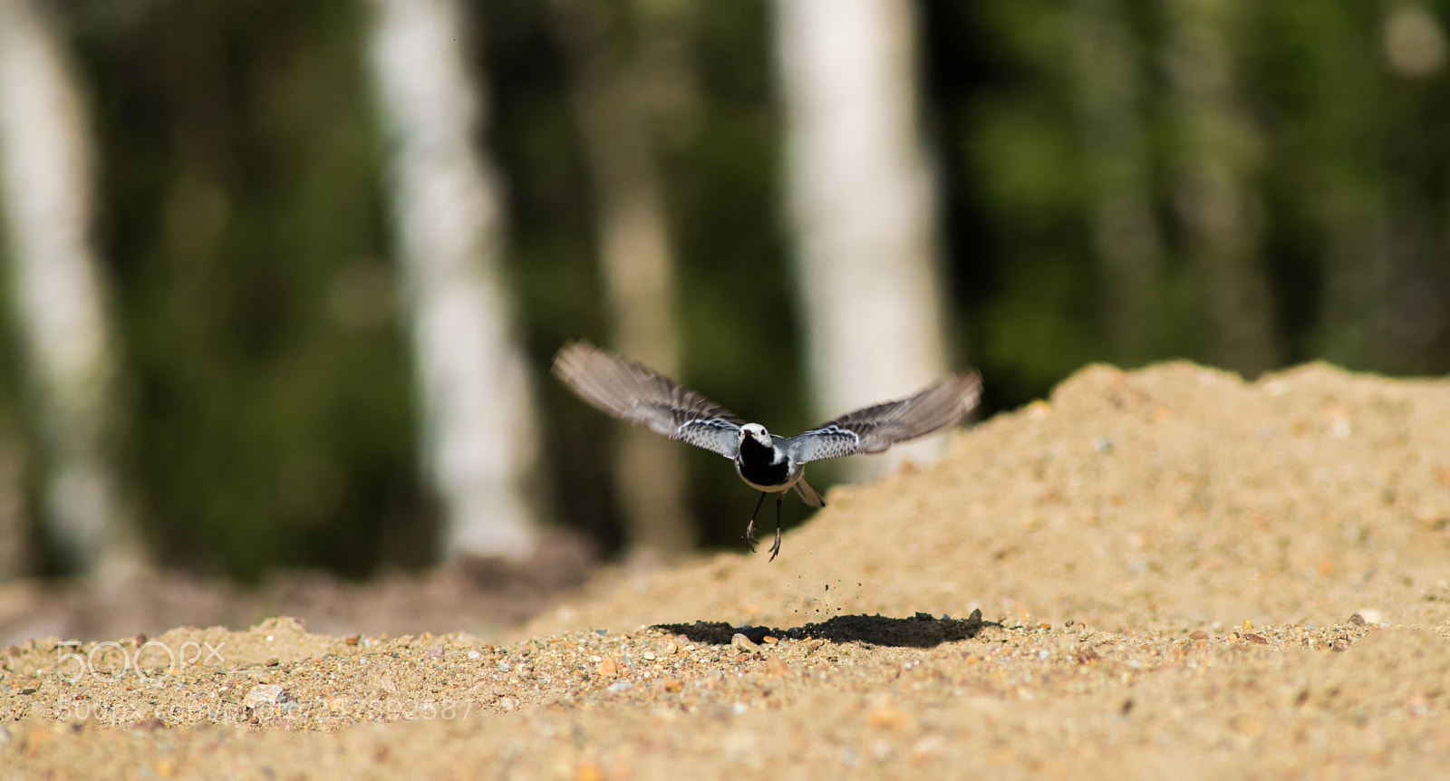 Nikon D810 sample photo. Wagtail taking off photography