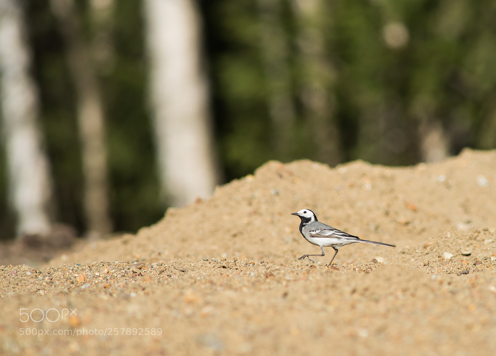 Nikon D810 sample photo. Wagtail photography