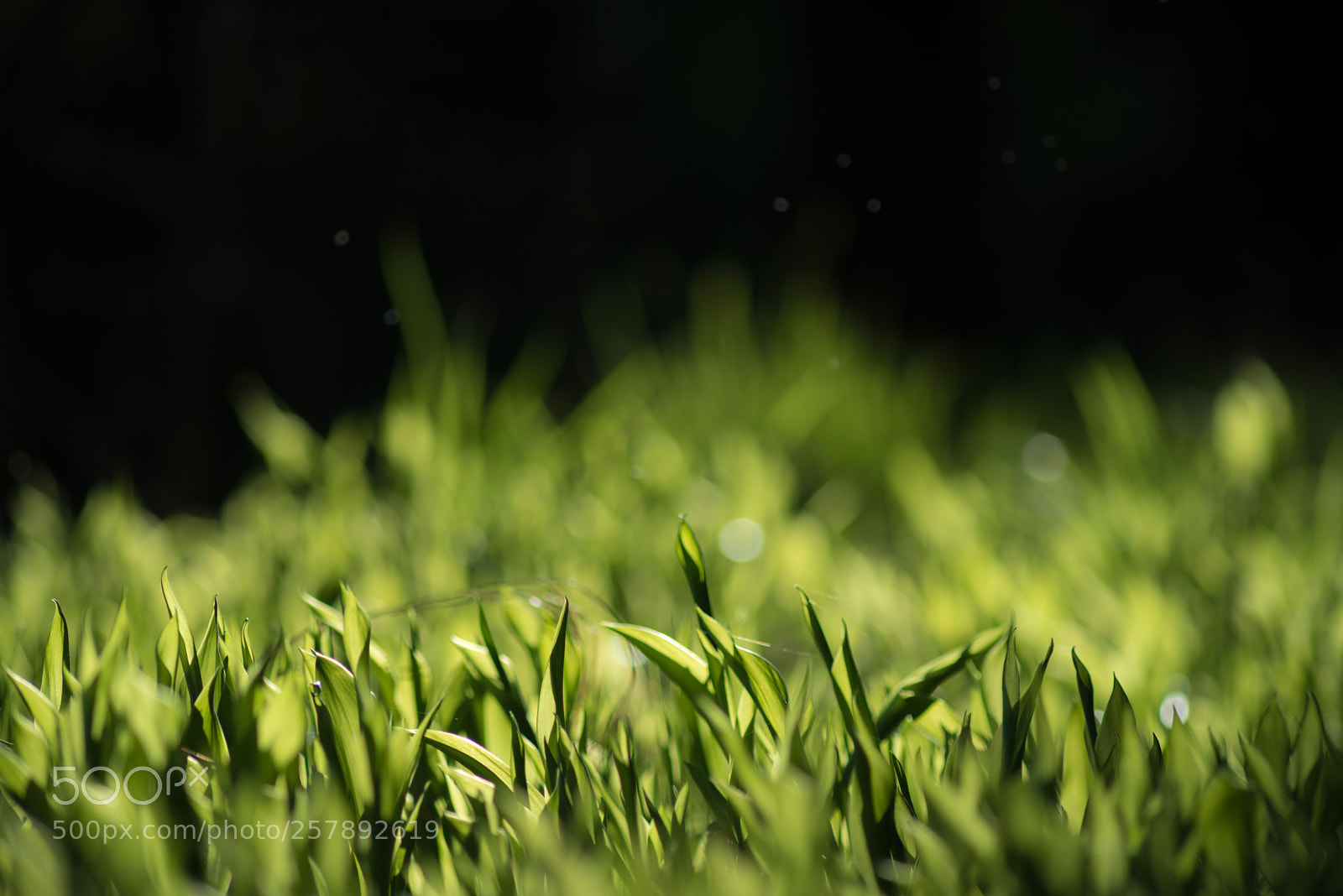 Nikon D810 sample photo. 810_0884.jpg photography
