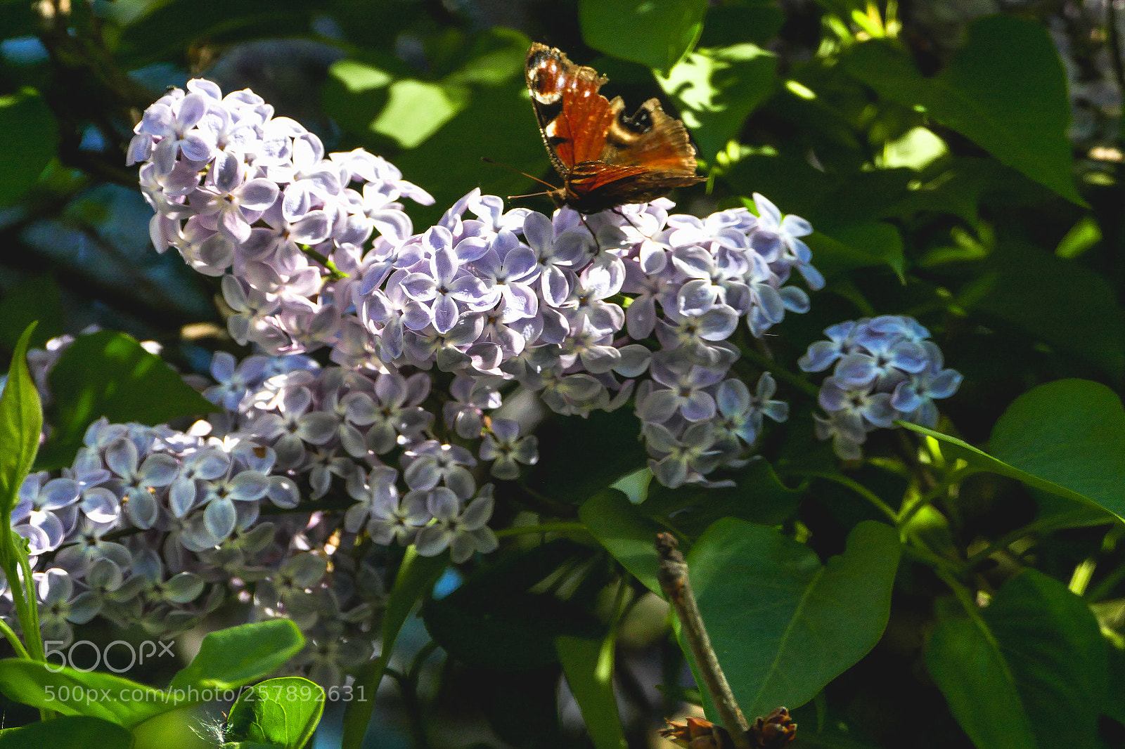 Panasonic Lumix DMC-FZ1000 sample photo. Lilac photography