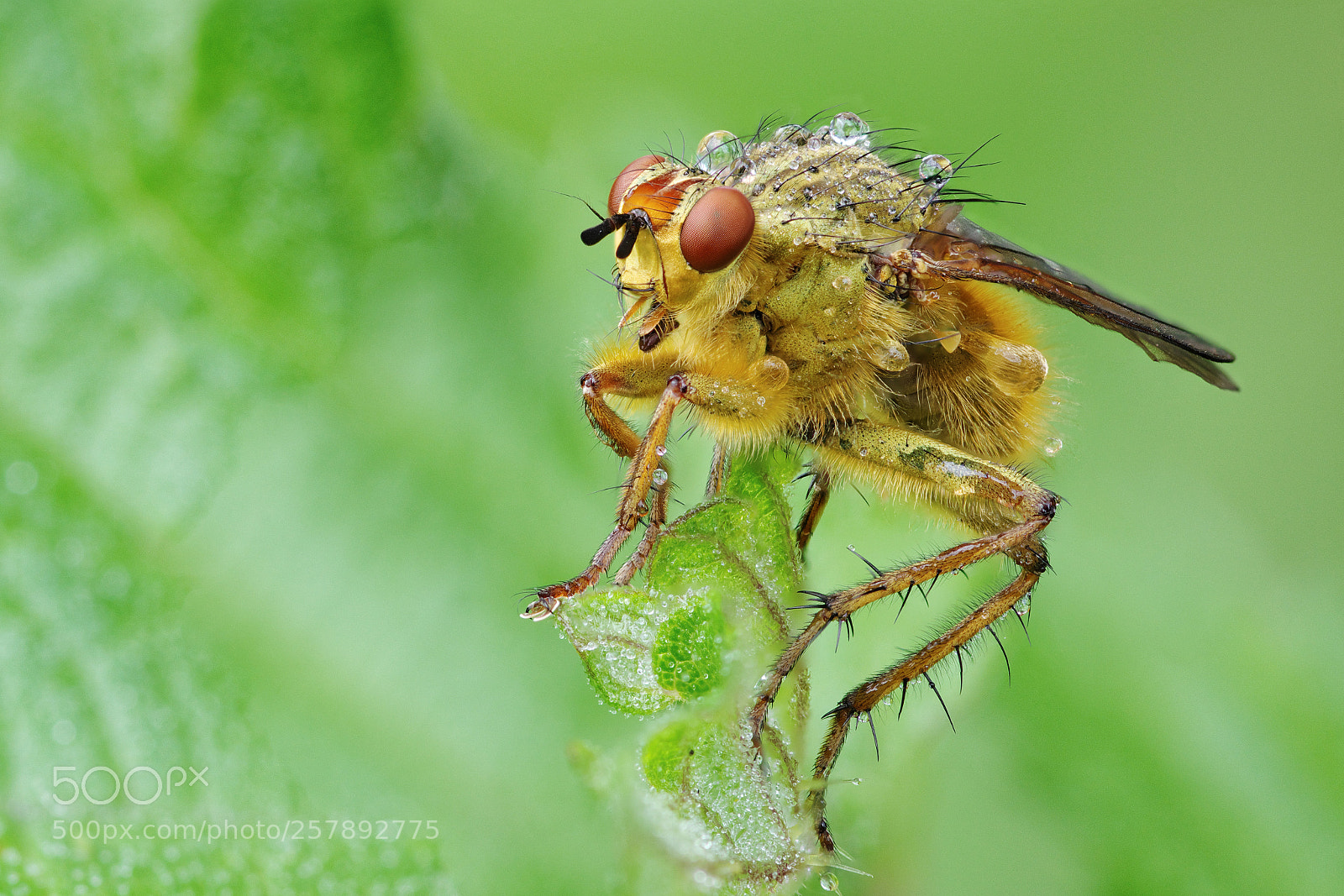 Pentax K-3 sample photo. Yellow dung fly photography