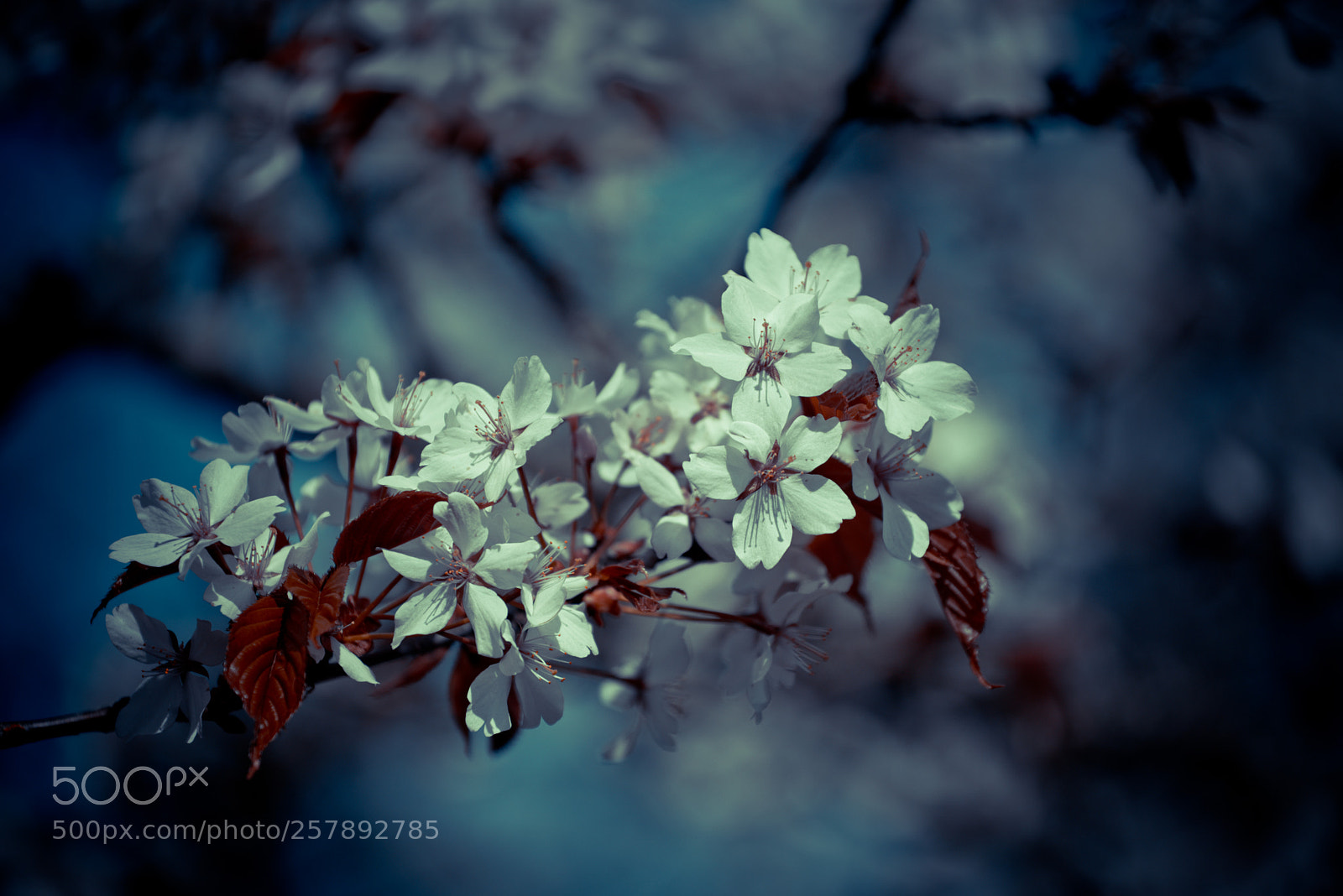 Nikon D750 sample photo. Blossom photography