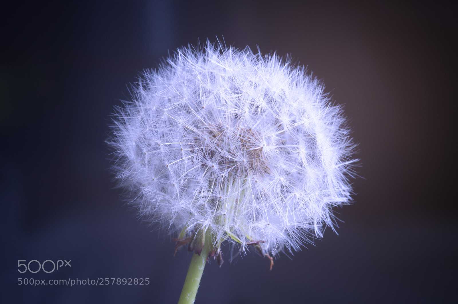 Nikon D5000 sample photo. Fluffy dandelion photography
