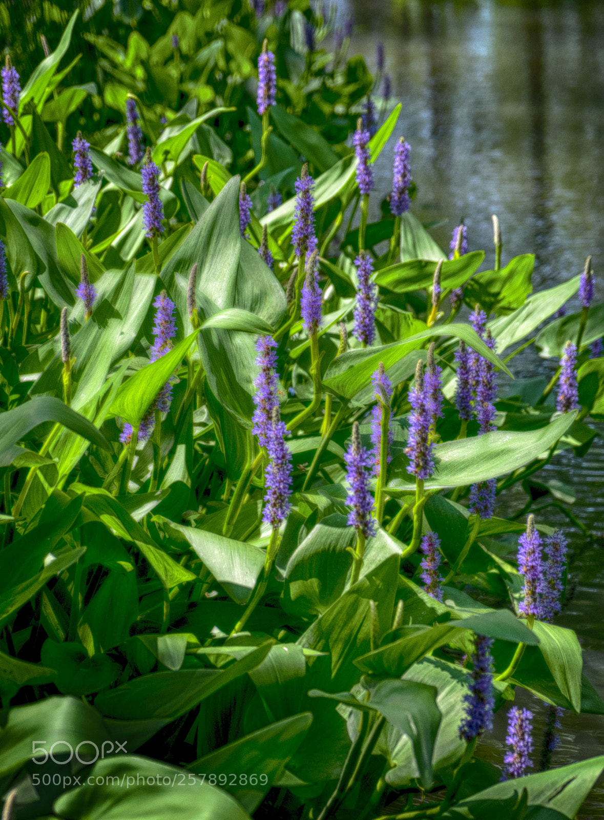 Fujifilm X-T1 sample photo. Purple flowers on a photography