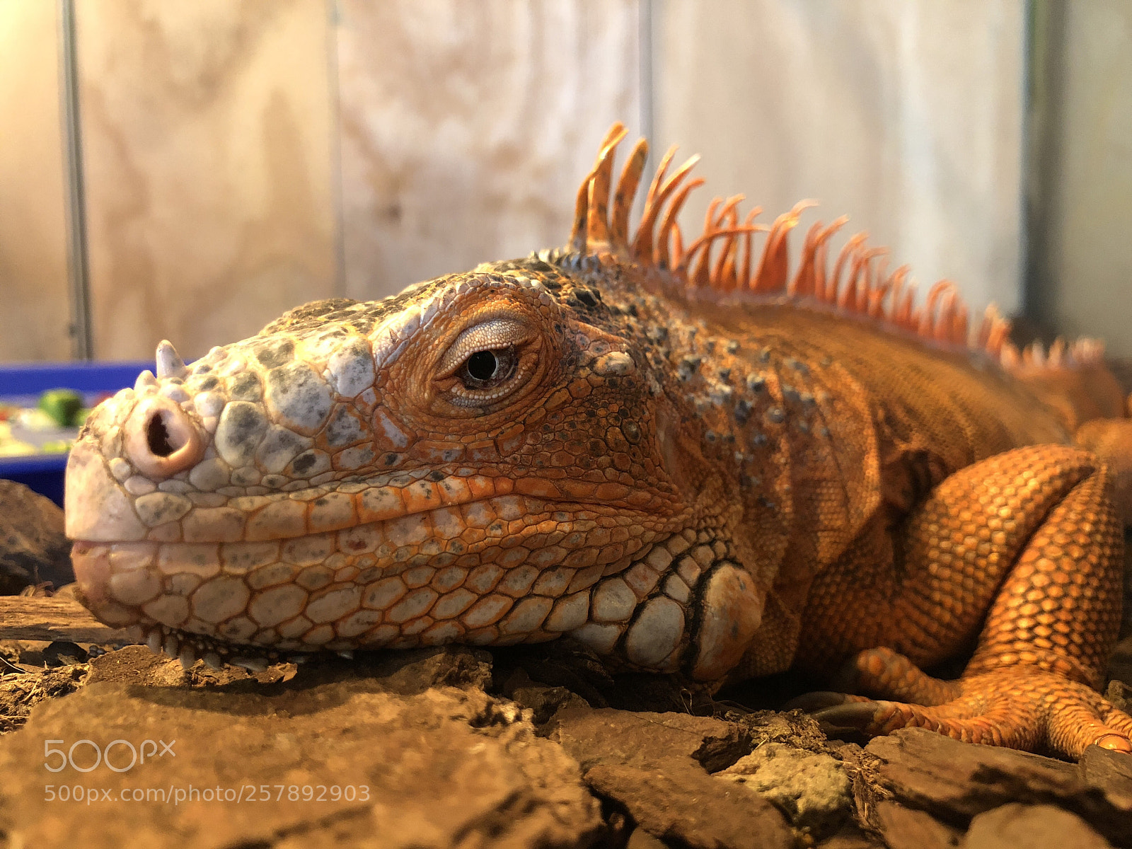 Apple iPhone X sample photo. Orange iguana  photography