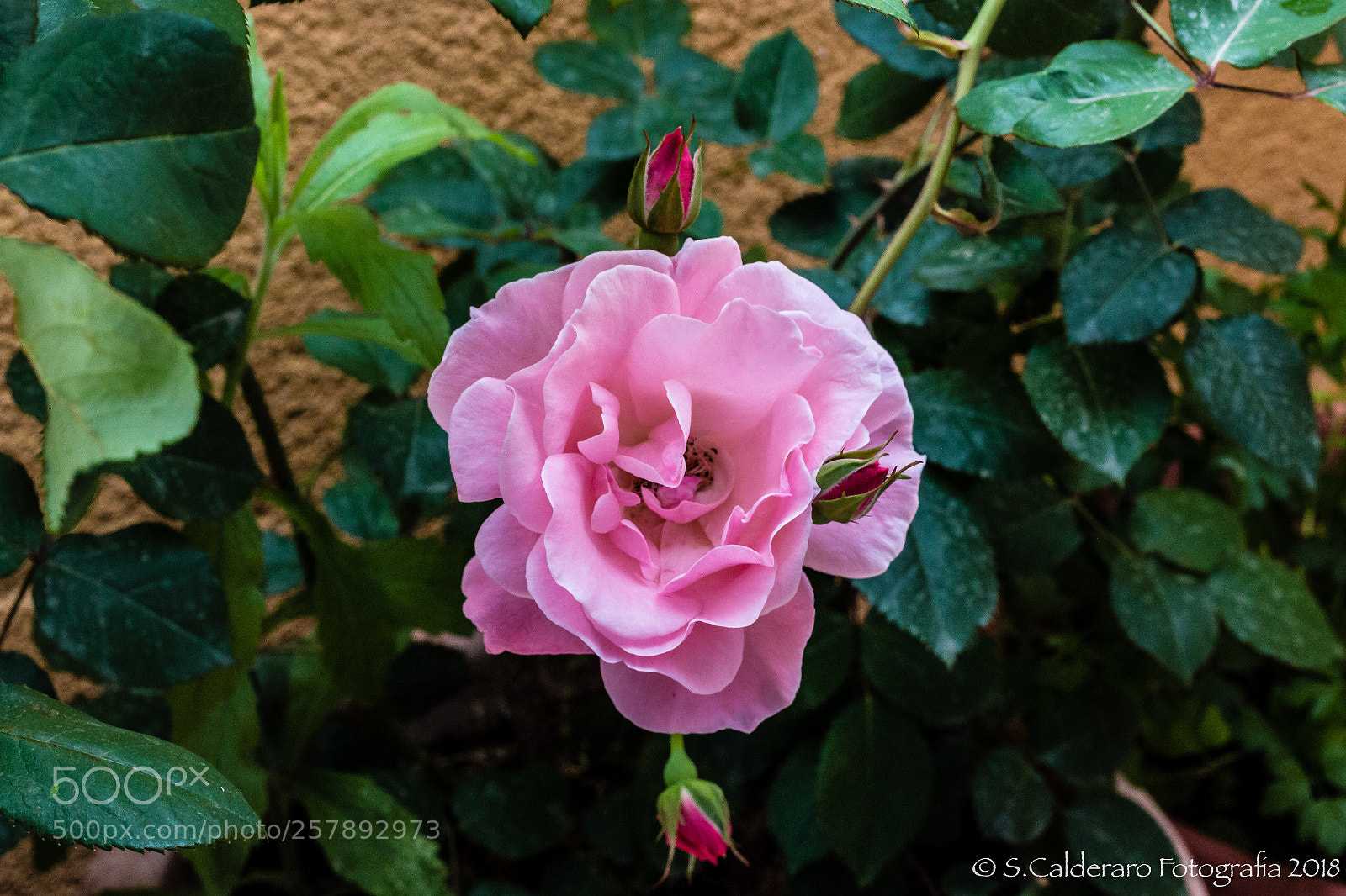 Canon EOS 70D sample photo. Rose.. photography