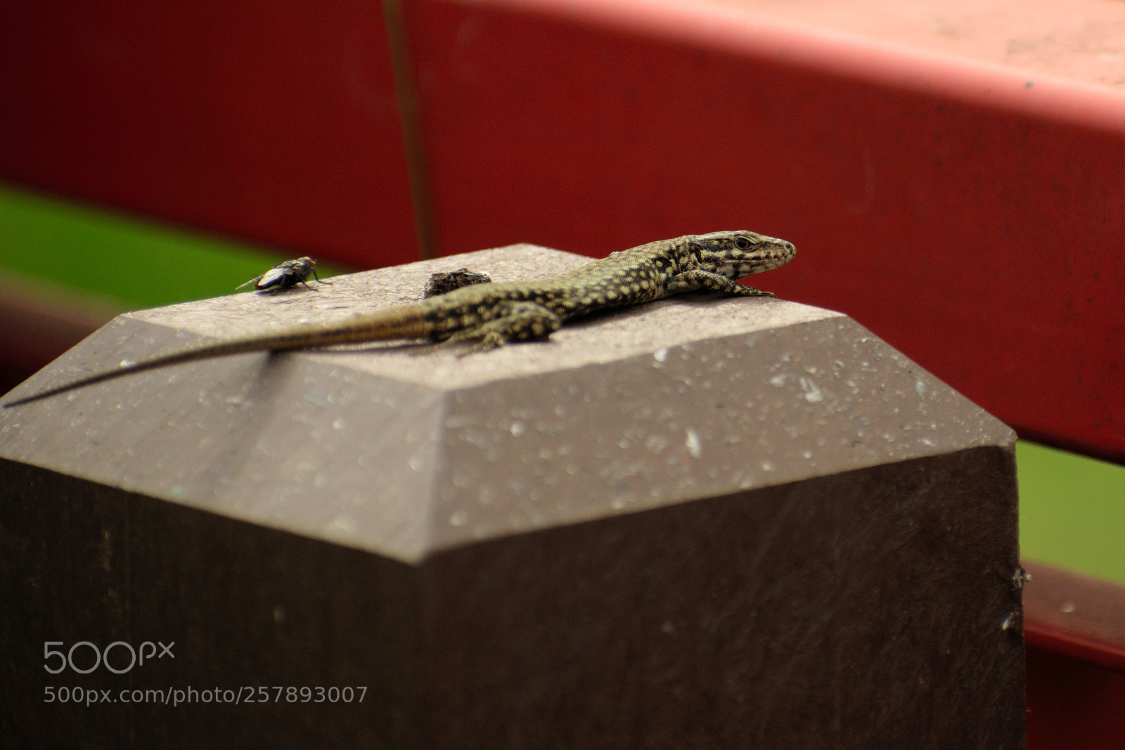 Nikon D5300 sample photo. La strana coppia photography