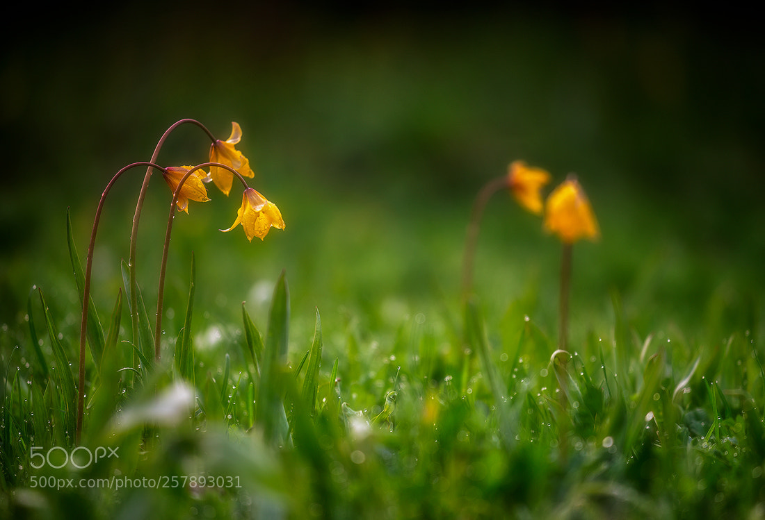 Nikon D610 sample photo. 3+2 photography
