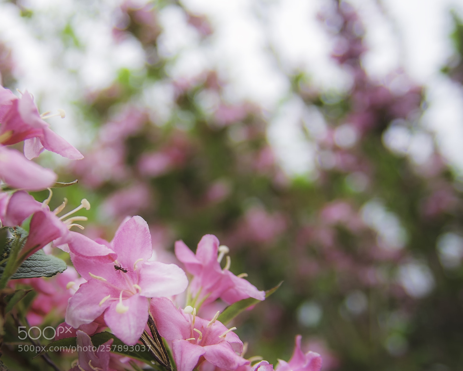 Fujifilm X-T1 sample photo. Die rosarote ameise photography