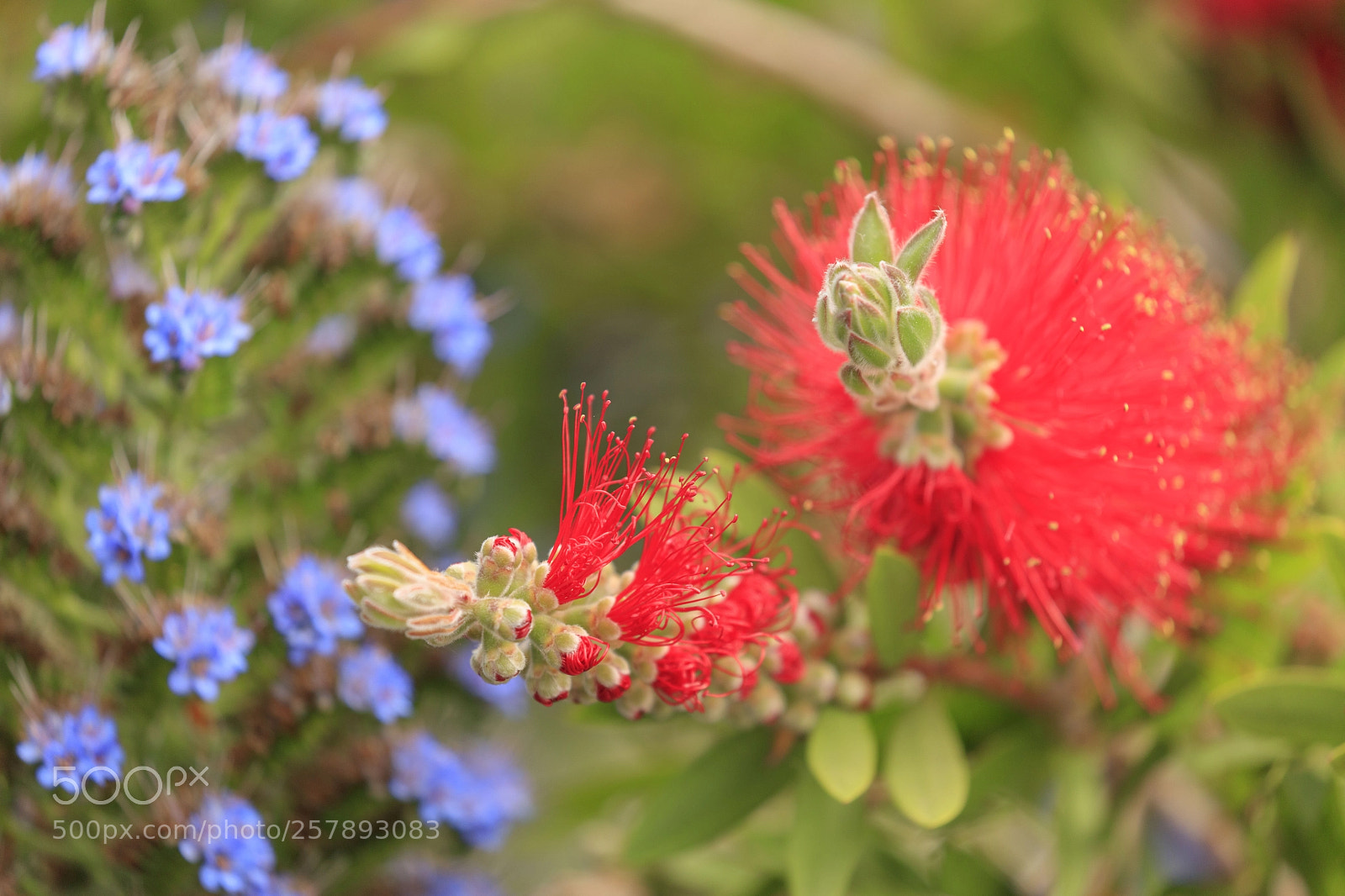 Canon EOS 5DS sample photo. Pretty flowers photography