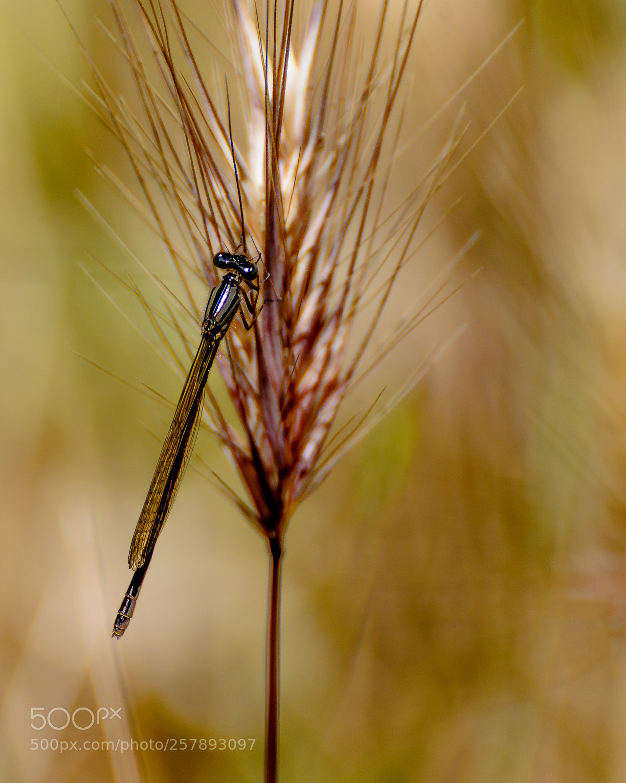 Nikon D7000 sample photo. Bug at big break photography
