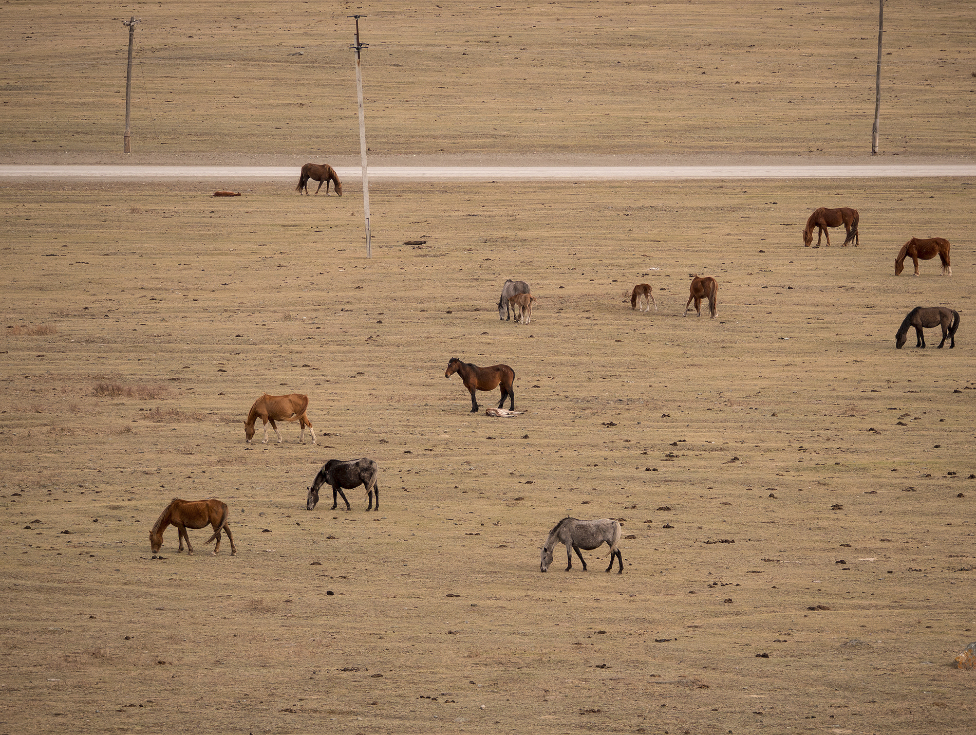 Panasonic Lumix DMC-G85 (Lumix DMC-G80) sample photo. Horses photography