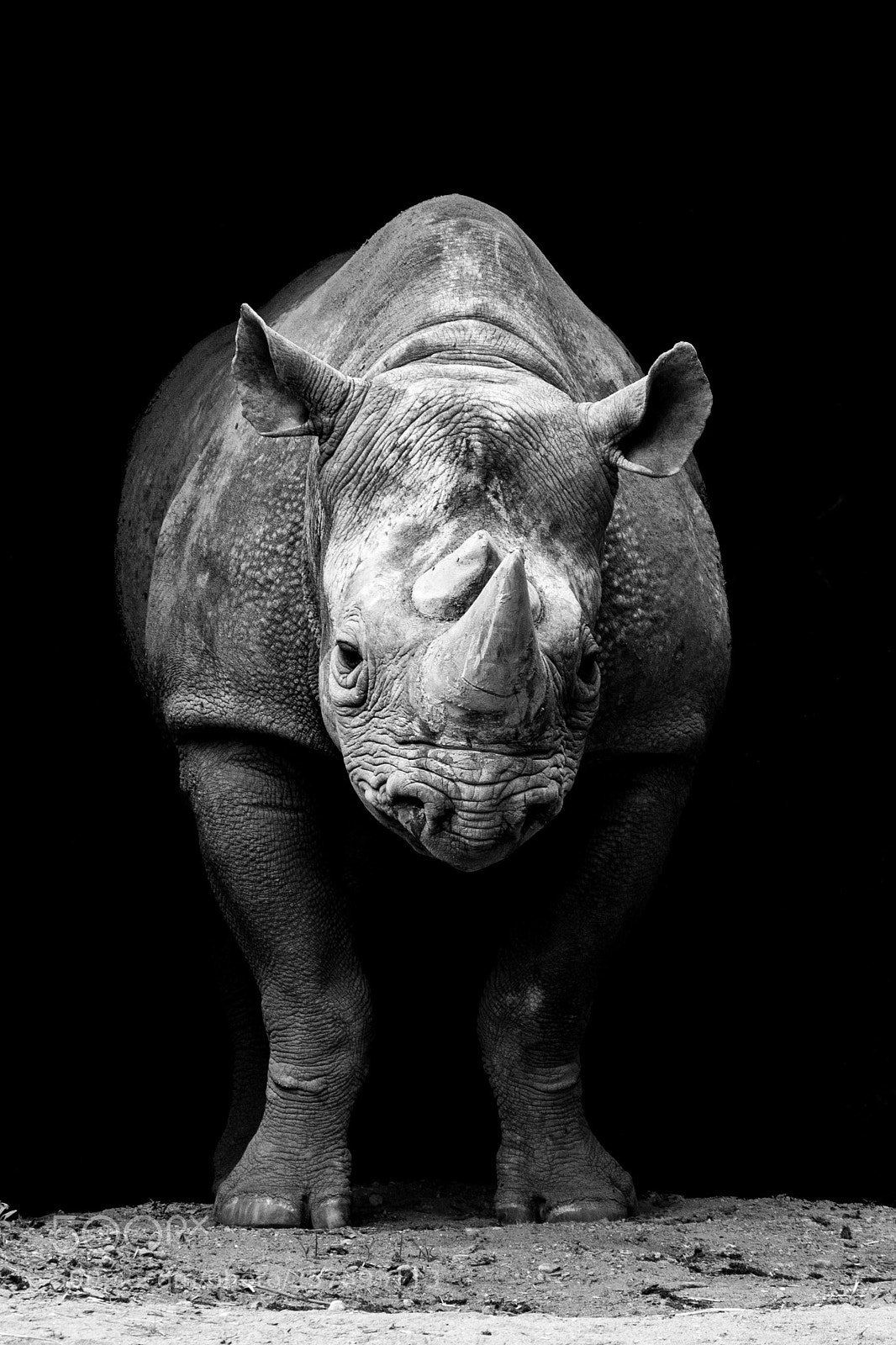 Pentax K-3 II sample photo. Rhino photography