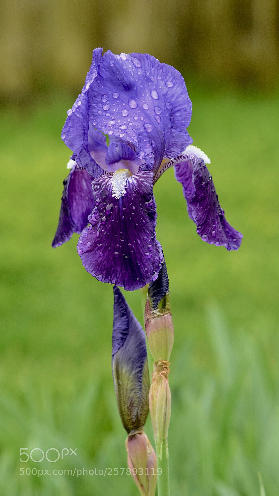 Nikon D7000 sample photo. Purple rain_20180512 photography