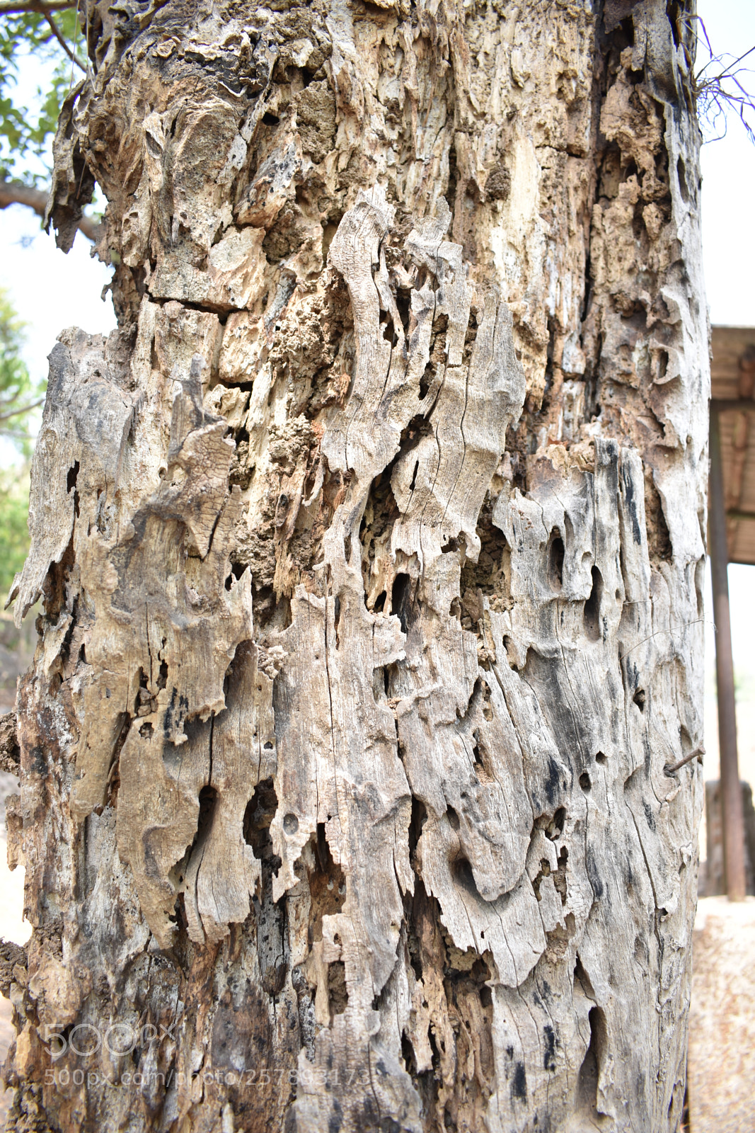 Nikon D3400 sample photo. The old tree trunk photography
