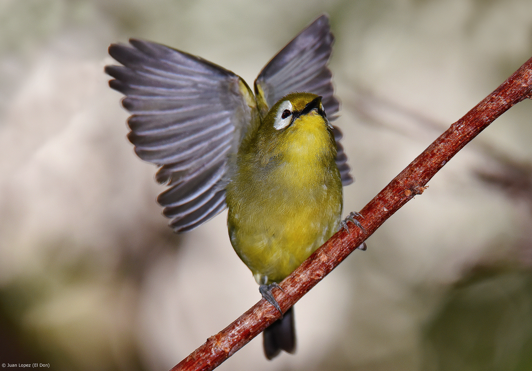 Nikon D810 + Sigma 150-600mm F5-6.3 DG OS HSM | S sample photo. Fly my little one....!! photography