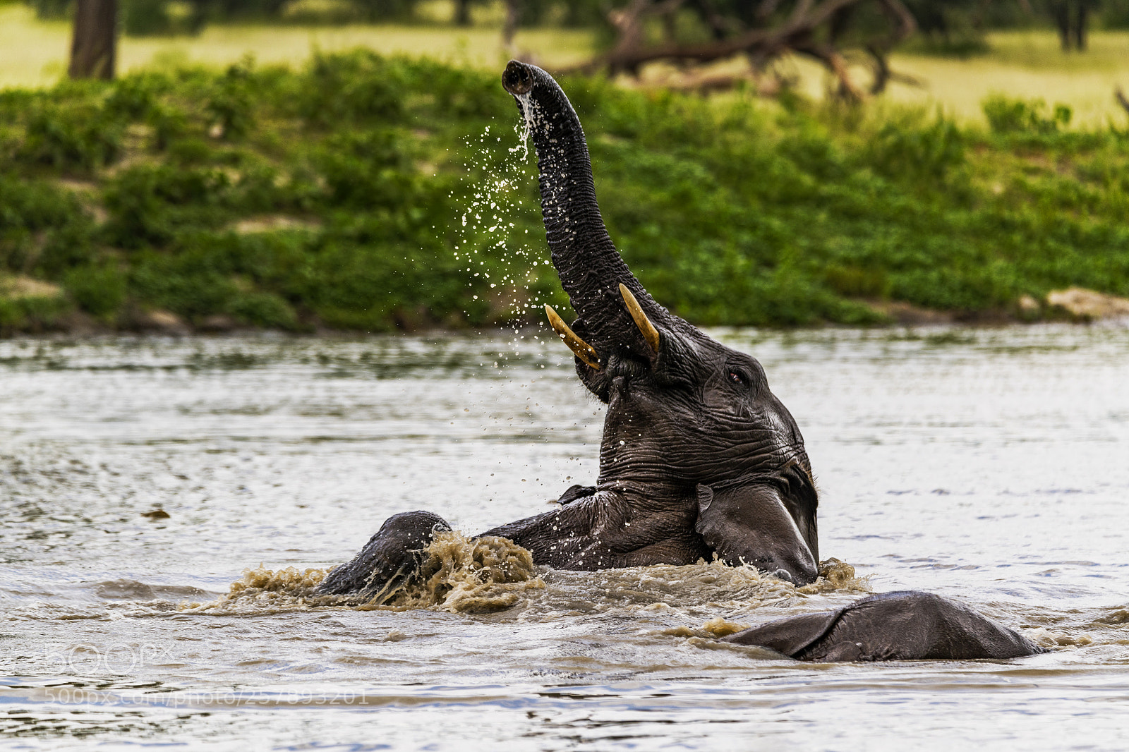 Nikon D850 sample photo. Playful african elephant photography