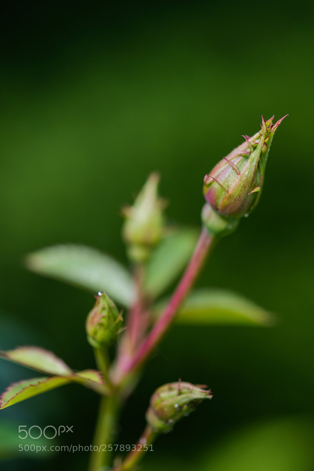 Fujifilm X-E3 sample photo. Rose at start photography