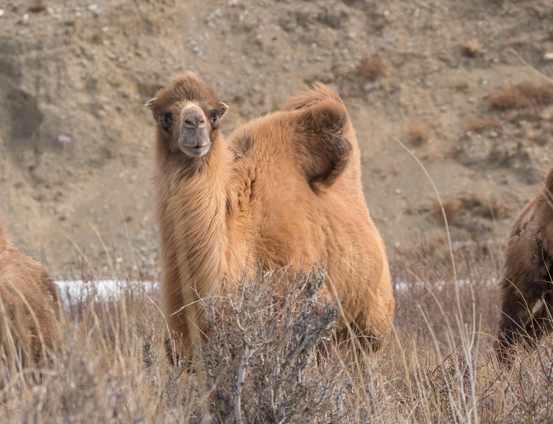 Panasonic Lumix DMC-G85 (Lumix DMC-G80) sample photo. Camels in altai photography