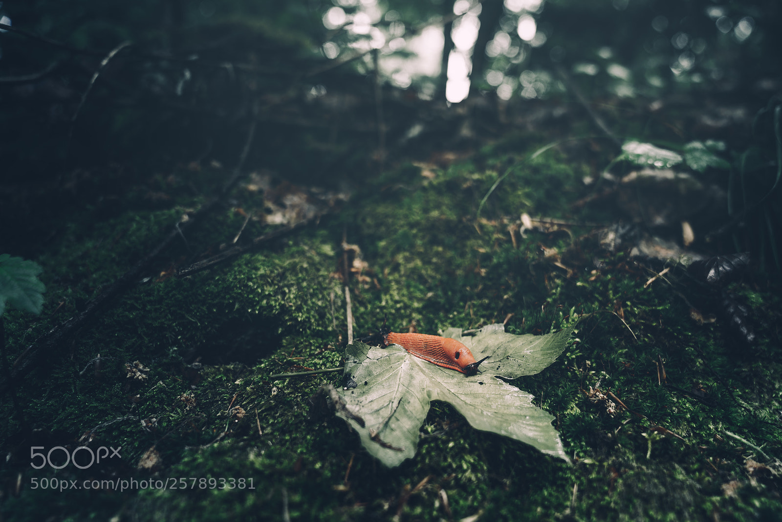 Sony a7R II sample photo. Slug photography