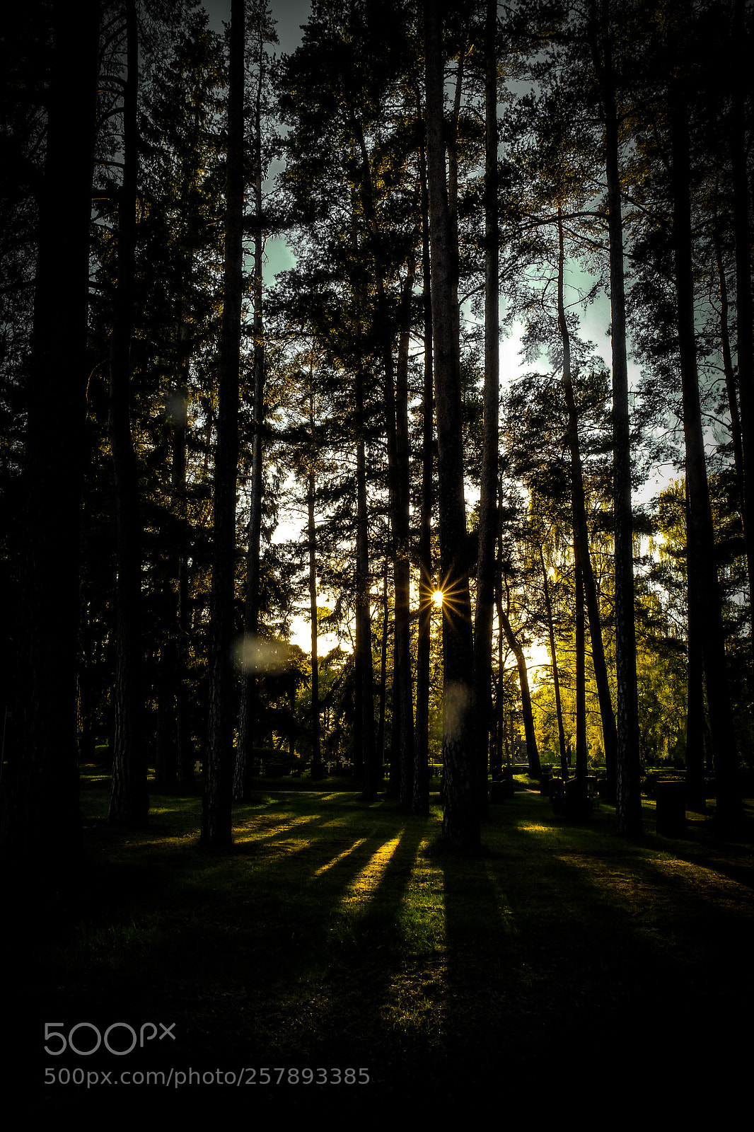 Fujifilm X-T1 sample photo. Dark forest photography