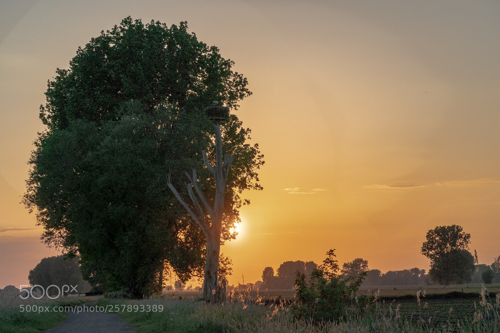 Sony a6300 sample photo. Sonnenuntergang hinterm storchennest photography
