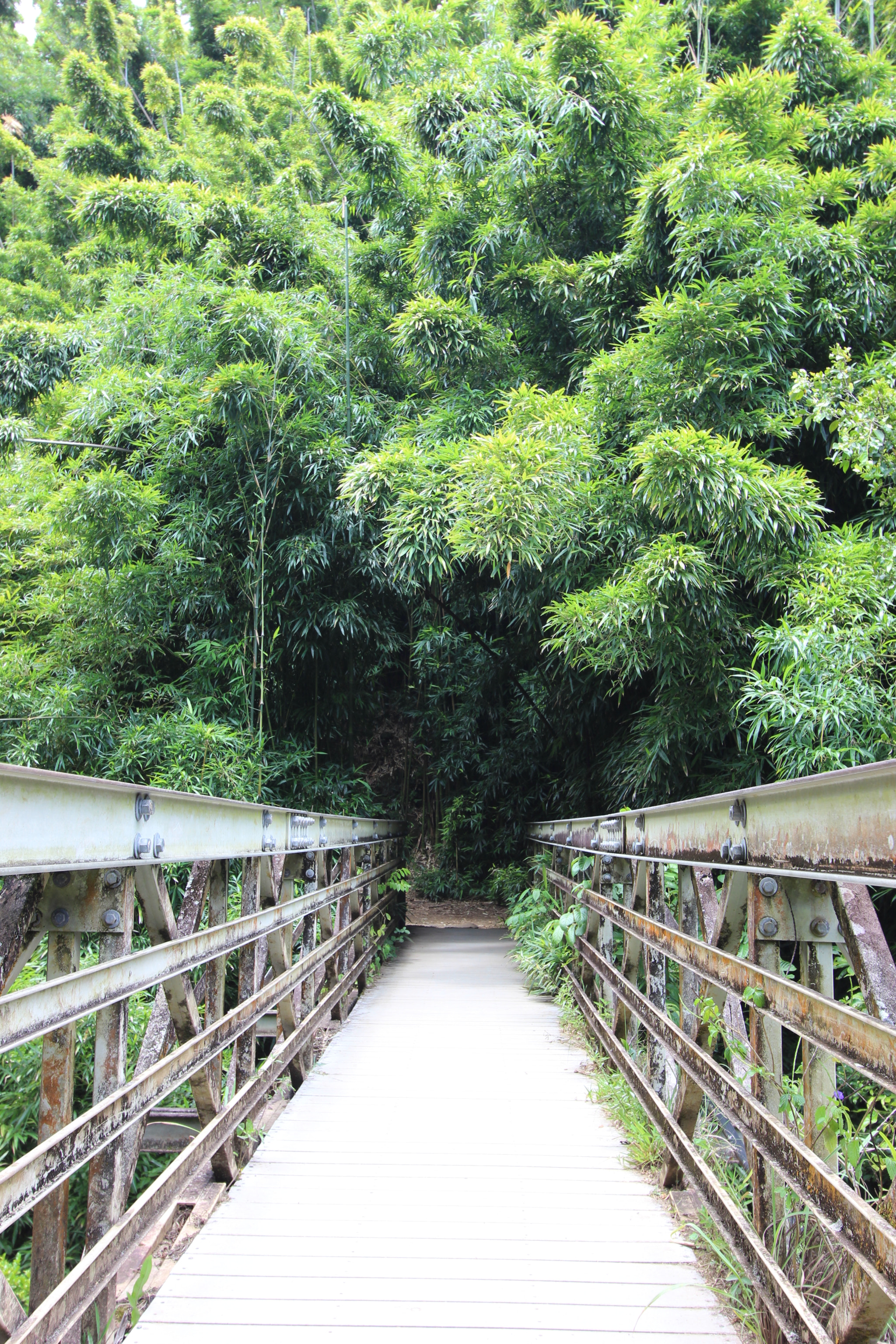 Canon EF-S 10-22mm F3.5-4.5 USM sample photo. Pipiwai trail bridge to bamboo forest photography