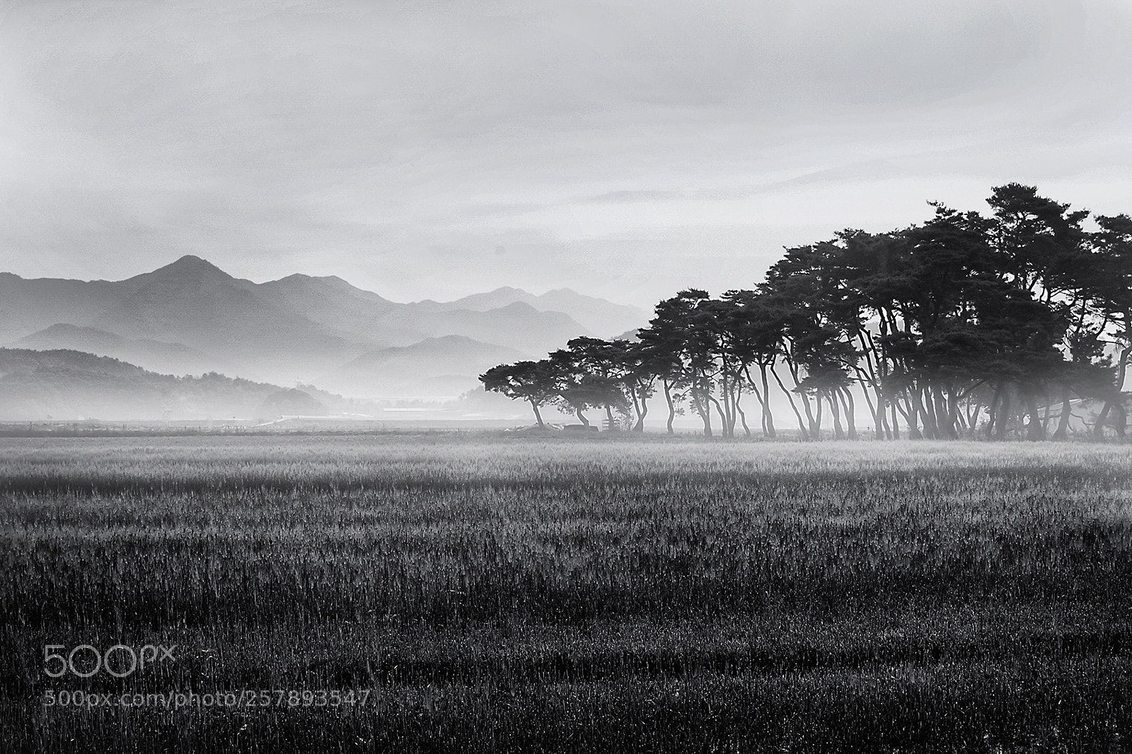 Canon EOS 30D sample photo. The misty dawns photography