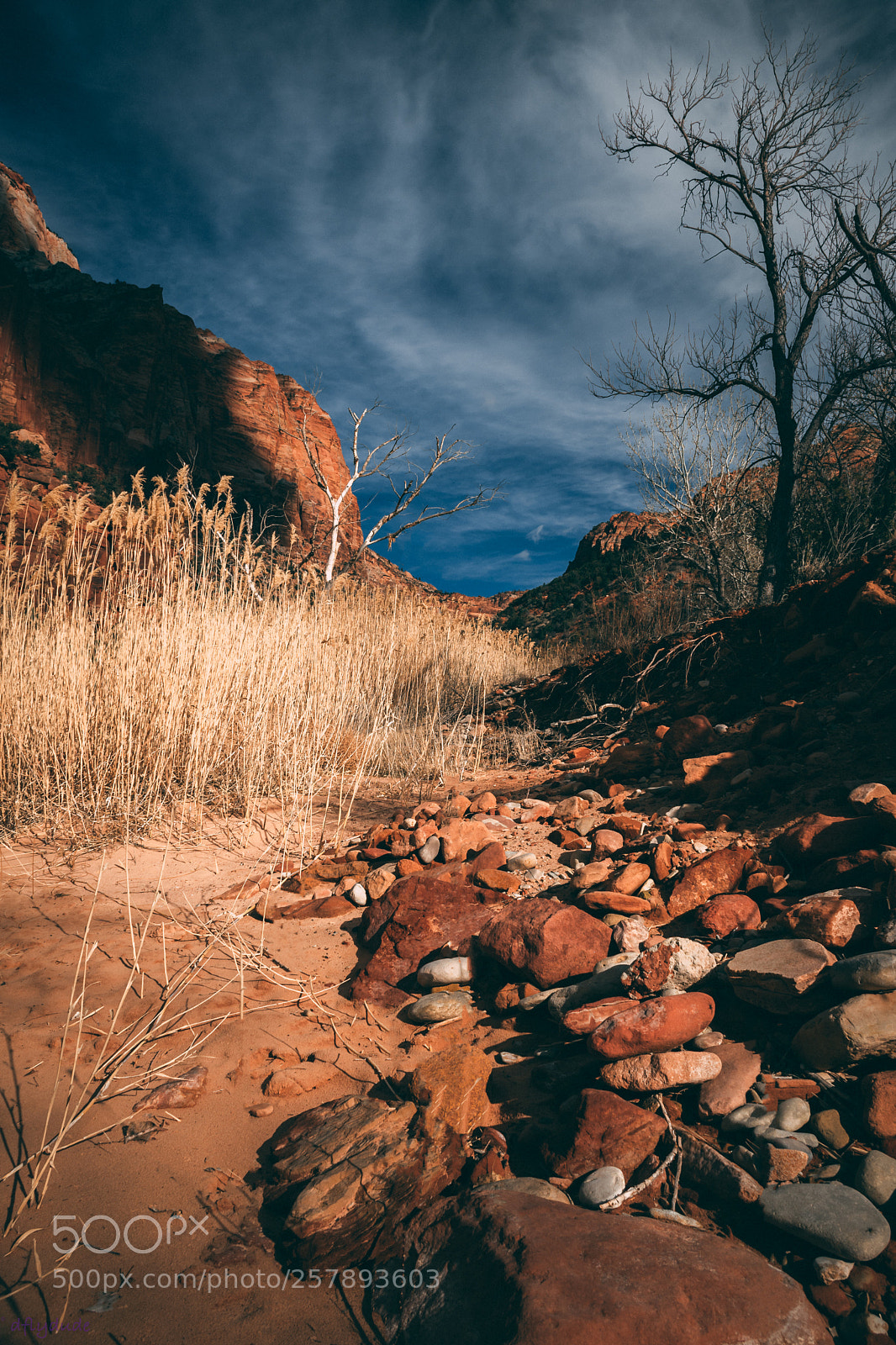 Nikon D5600 sample photo. Zion mood 3108 photography