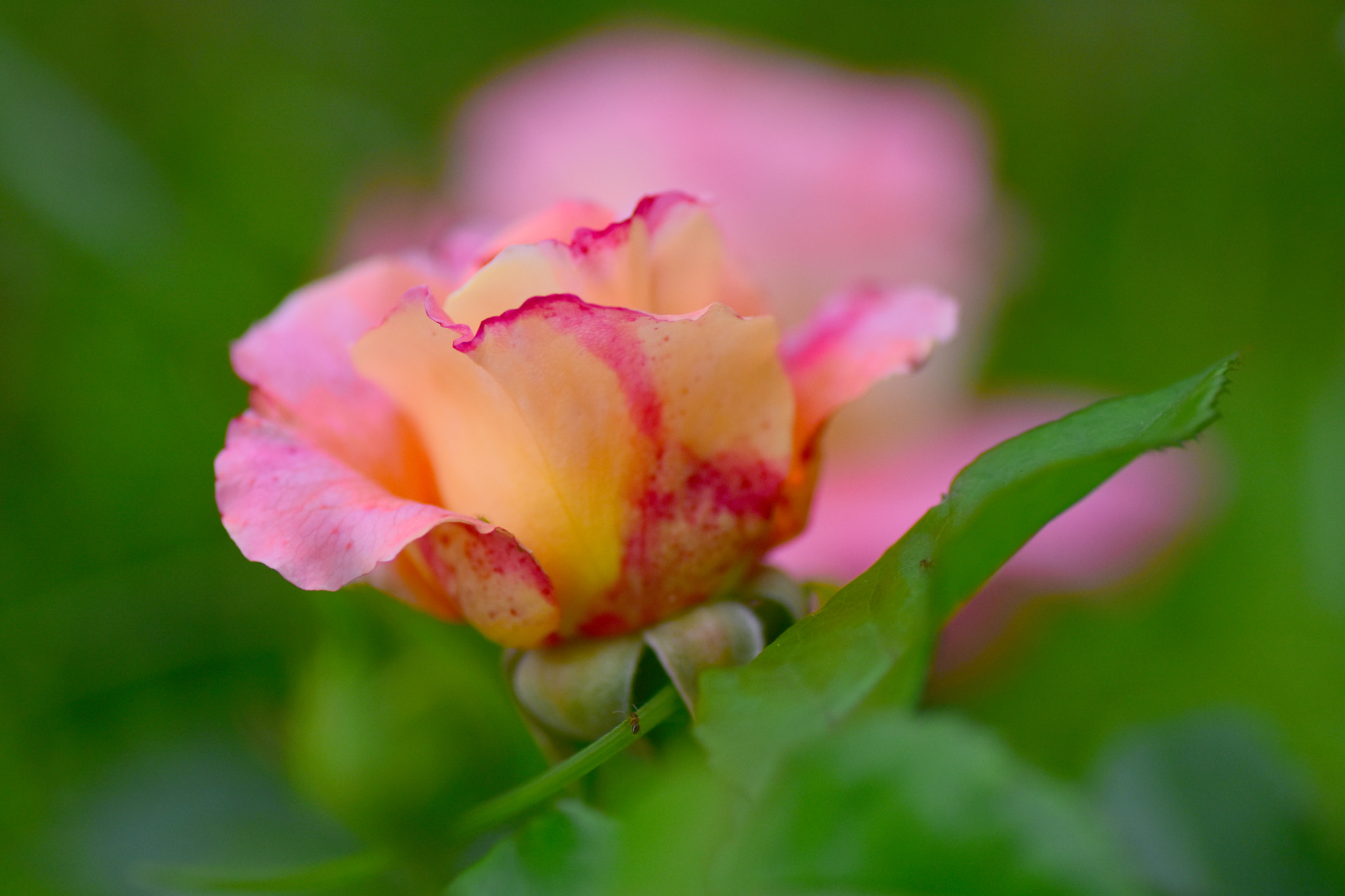 Nikon D7200 sample photo. Varieta' di rosa photography