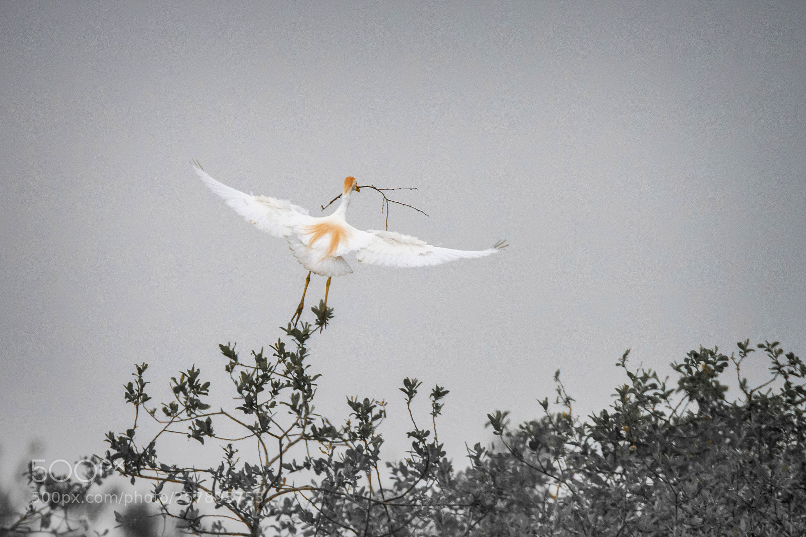 Nikon D750 sample photo. Bubulcus ibis photography