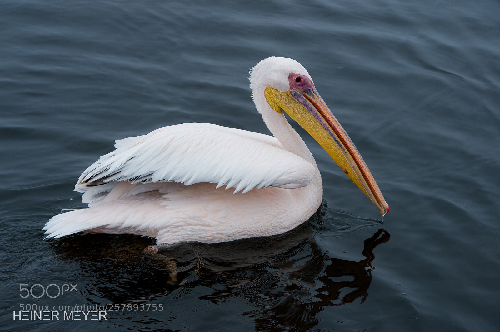 Nikon D4S sample photo. Mr flamingo photography