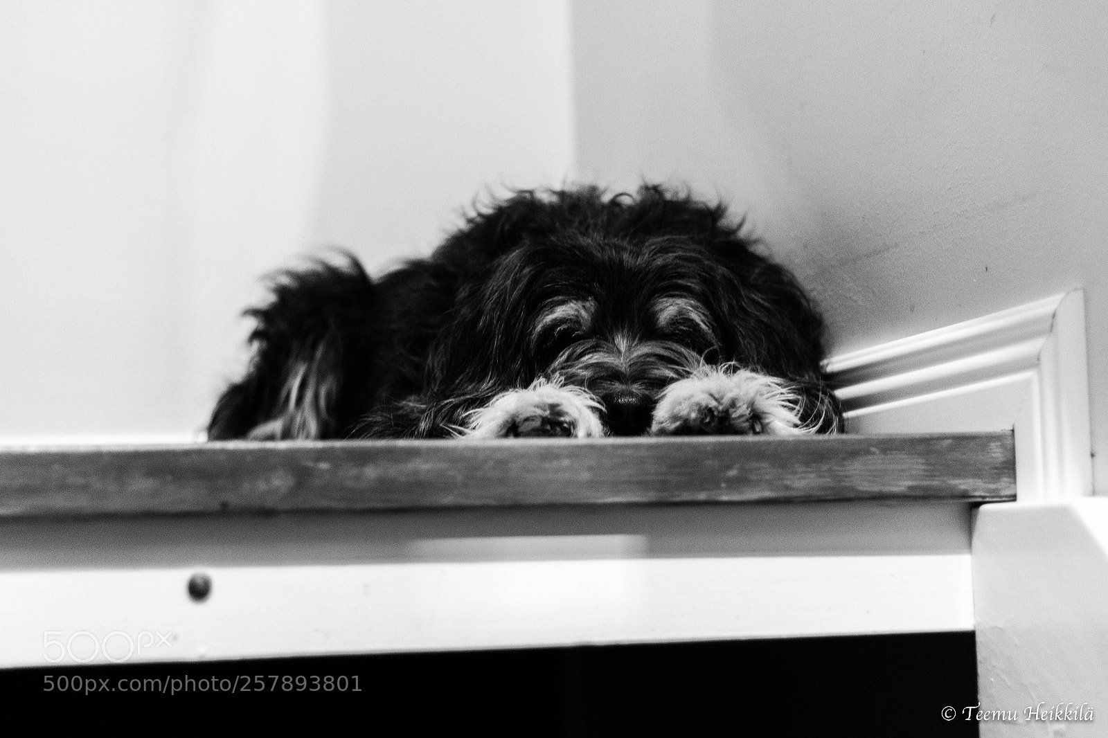 Canon EOS 7D Mark II sample photo. The sleeping dog photography