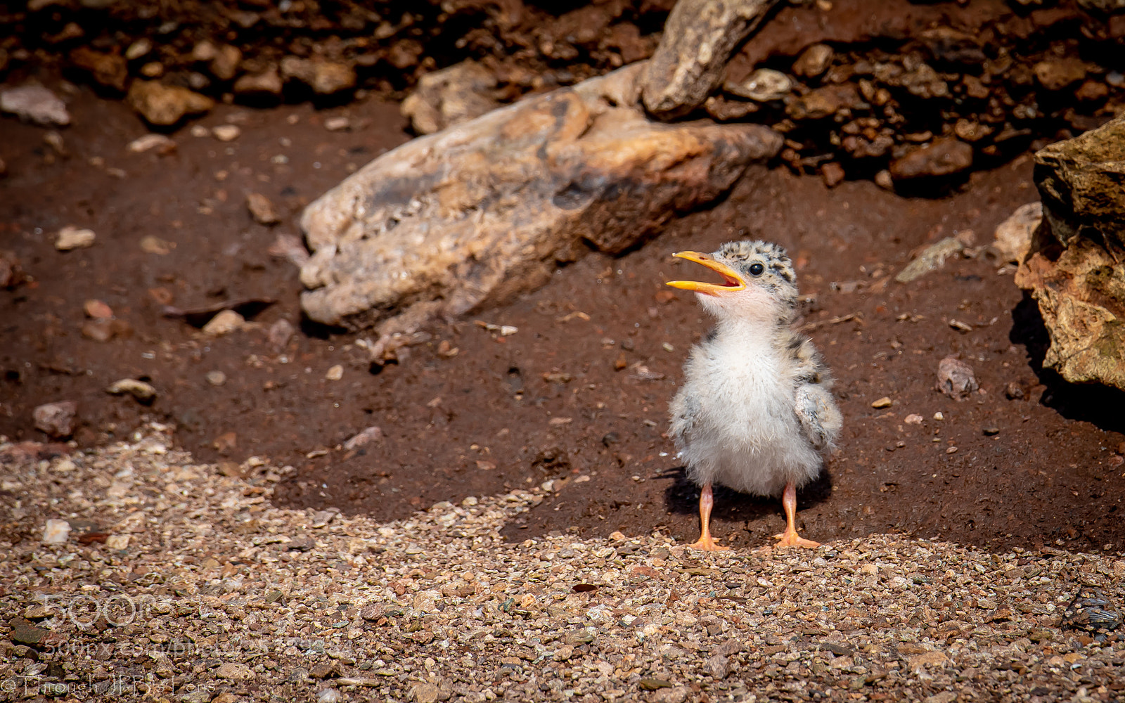 Nikon D750 sample photo. Juvenile river tern photography