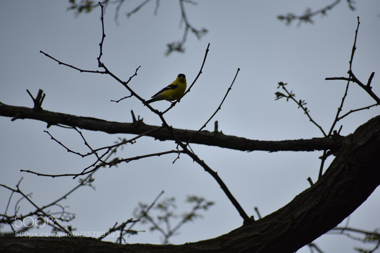Nikon D3400 sample photo. Goldfinch photography