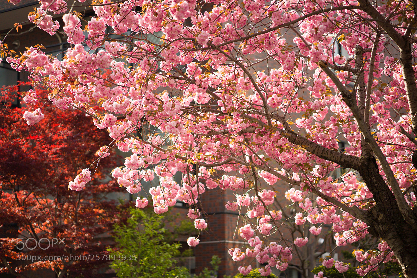 Sony a7R III sample photo. Sakura photography