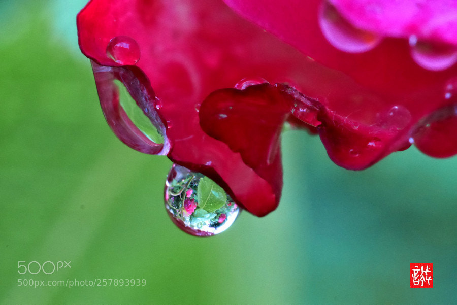 Panasonic Lumix DMC-GX7 sample photo. Raindrop 0514 photography