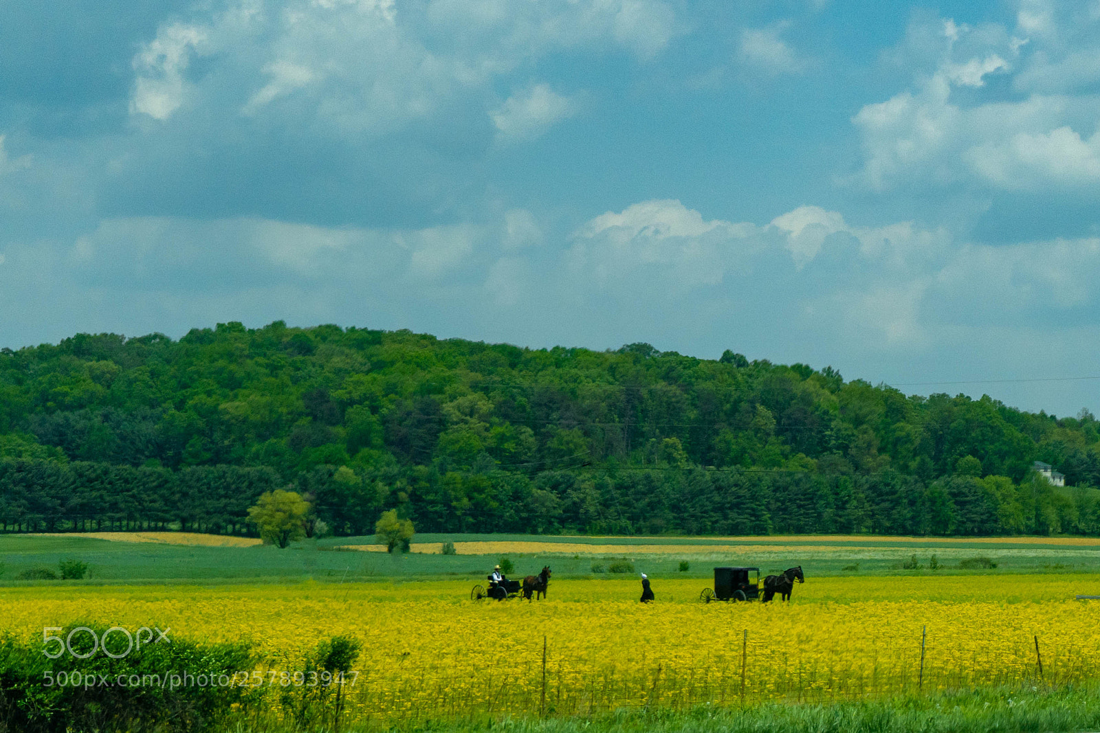 Sony a7 III sample photo. Spring in ohio photography