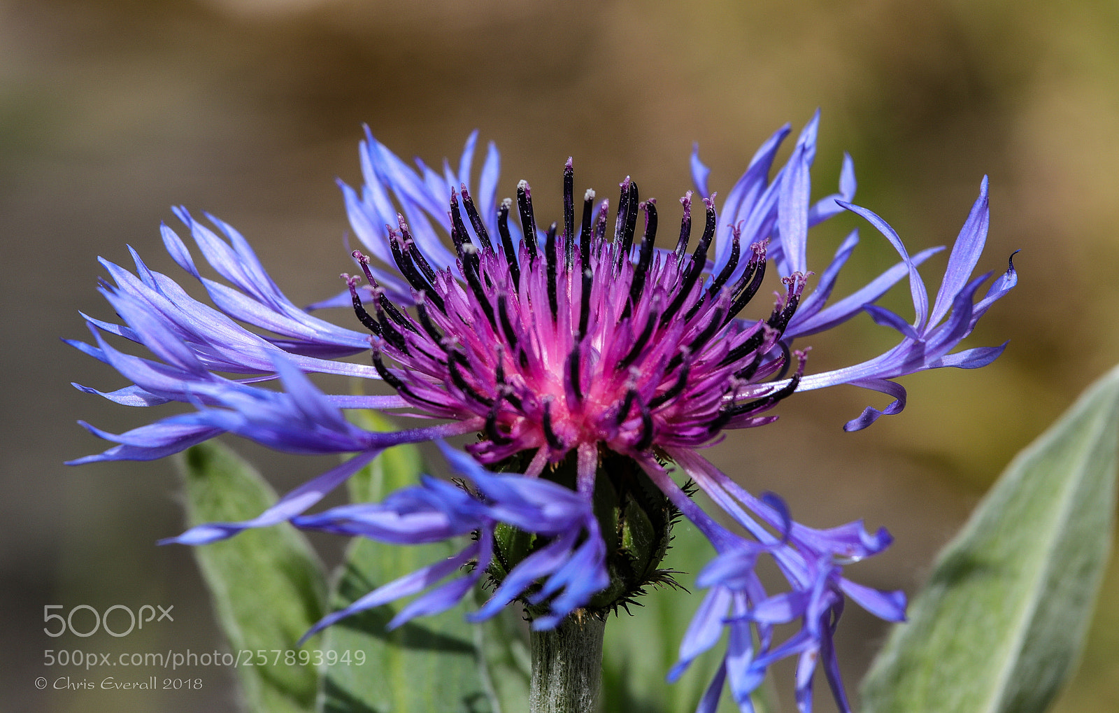 Canon EOS 77D (EOS 9000D / EOS 770D) sample photo. Mountain cornflower. photography