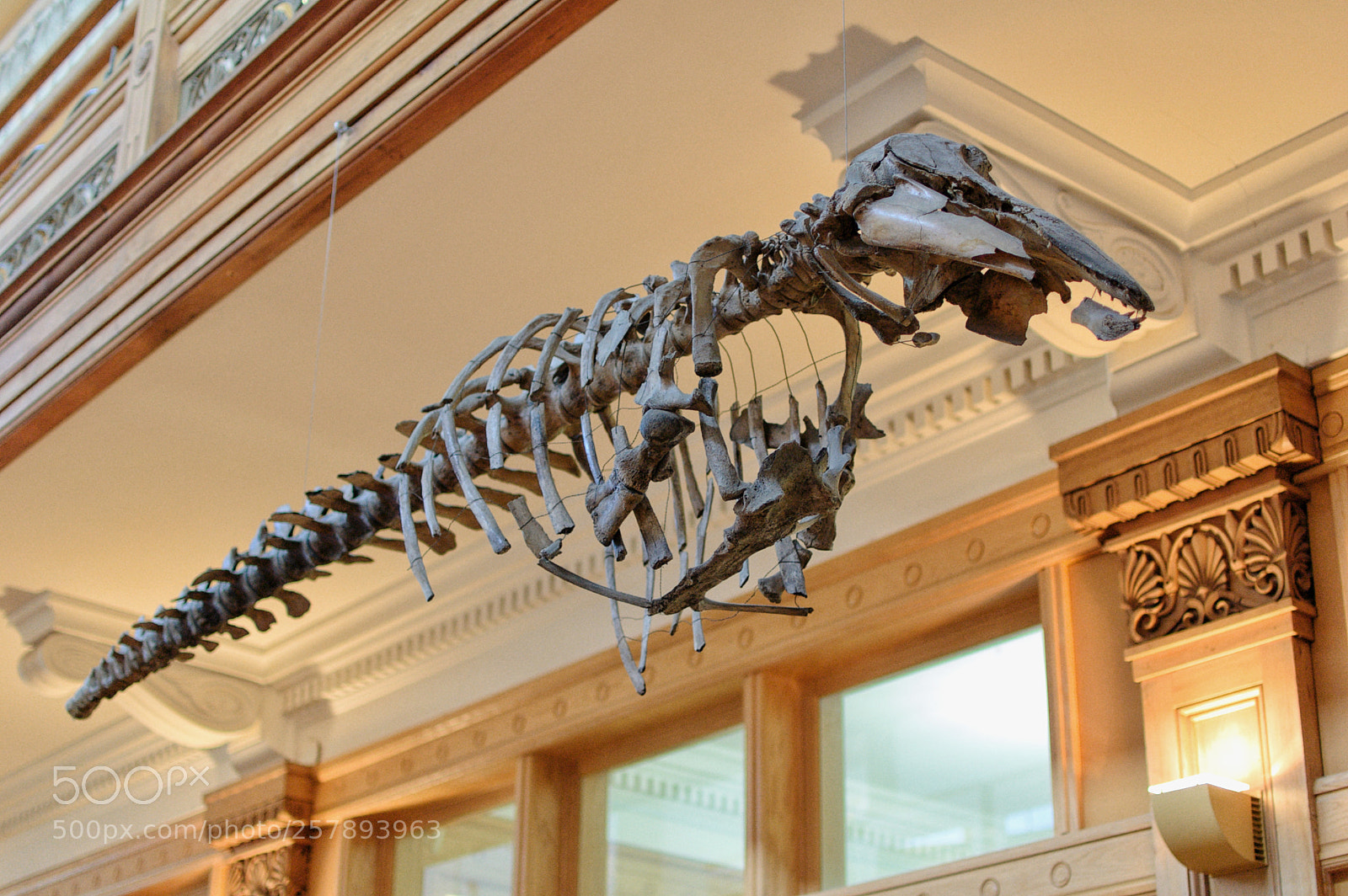Nikon D40 sample photo. Simply prehistoric photography