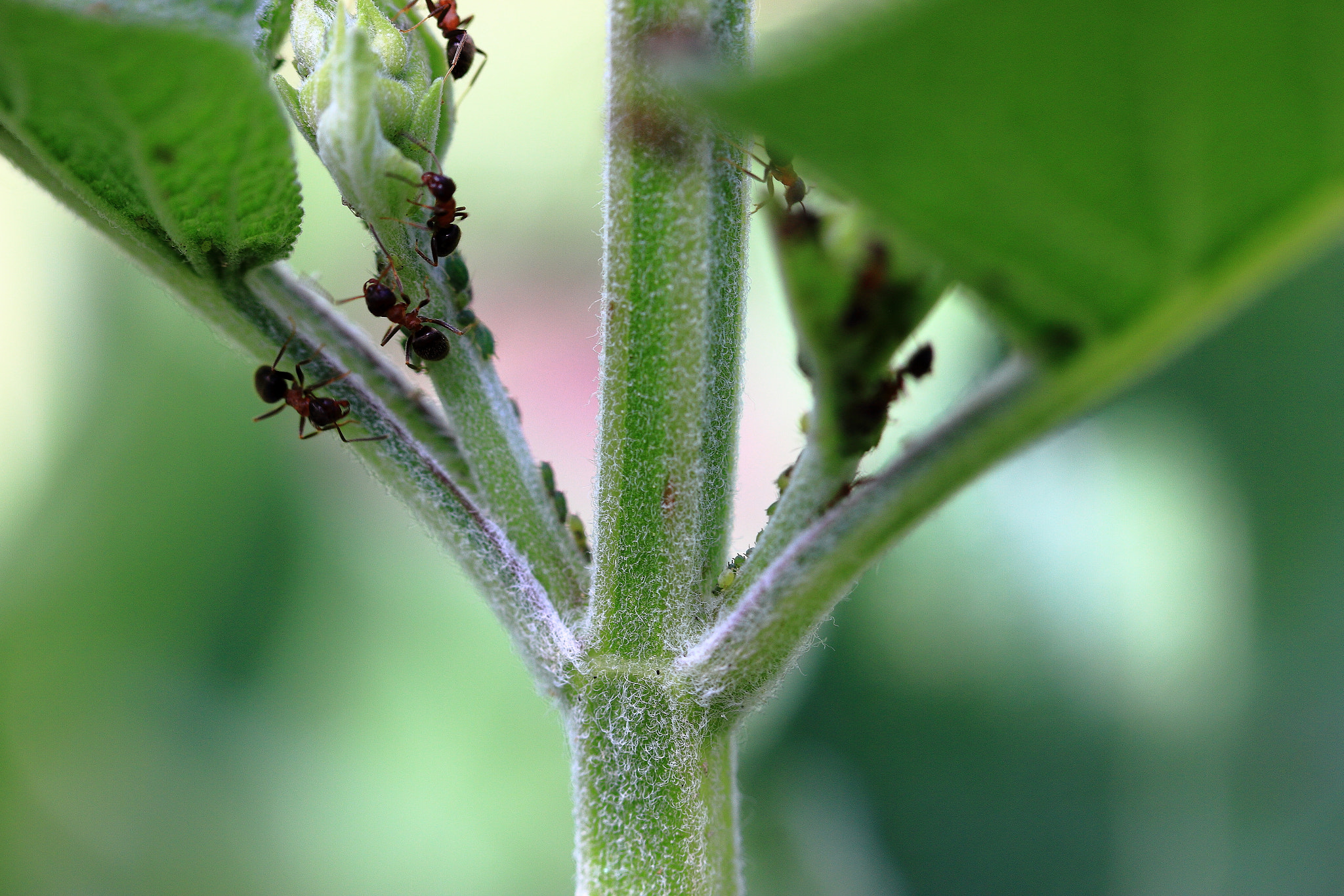 Canon EF-S 60mm F2.8 Macro USM sample photo. Ants photography