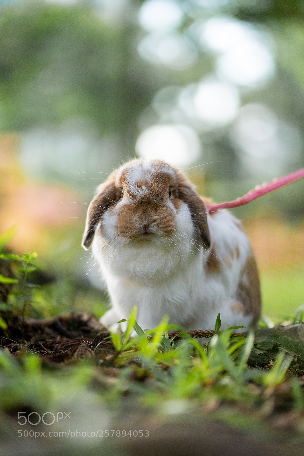 Sony a7 III sample photo. Sunday afternoon walk photography
