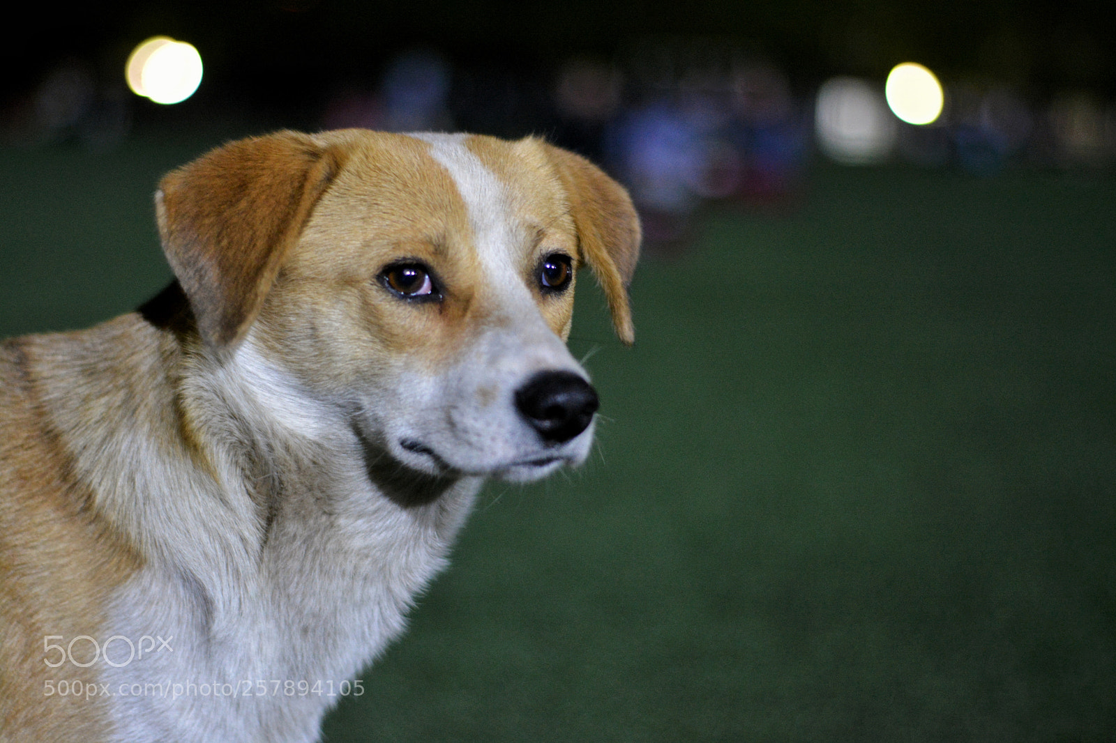 Nikon D5200 sample photo. Poor puppy photography
