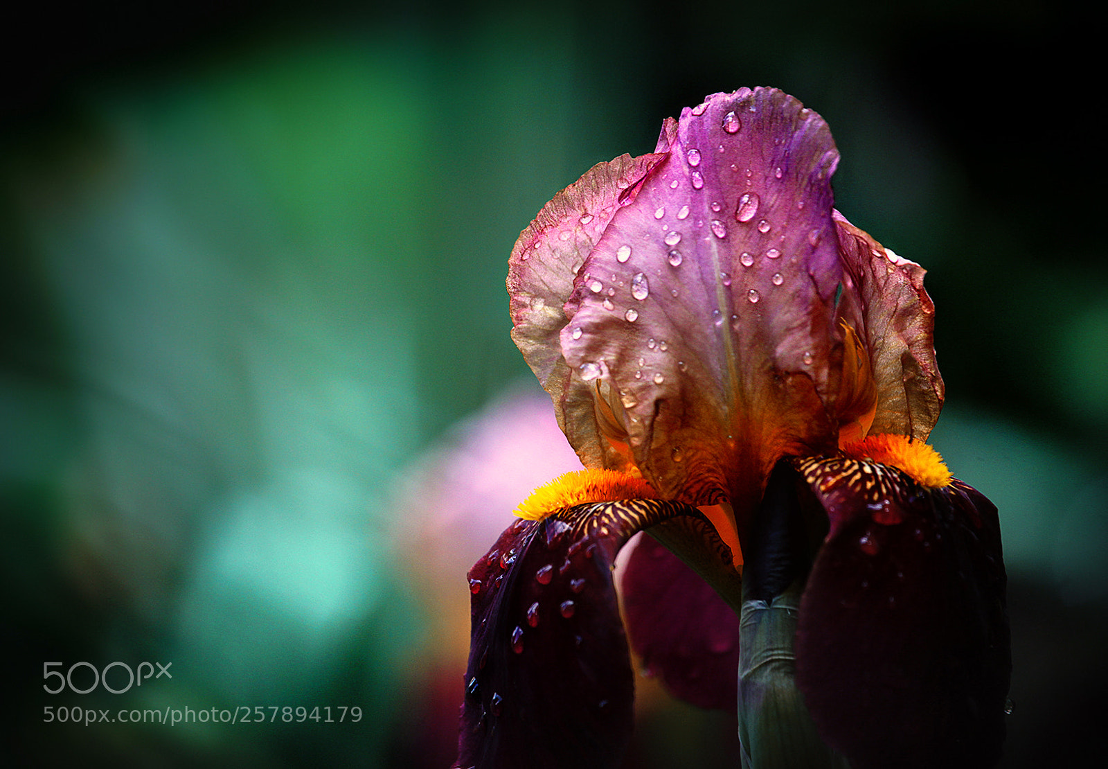 Canon EOS 5D Mark II sample photo. After rain photography