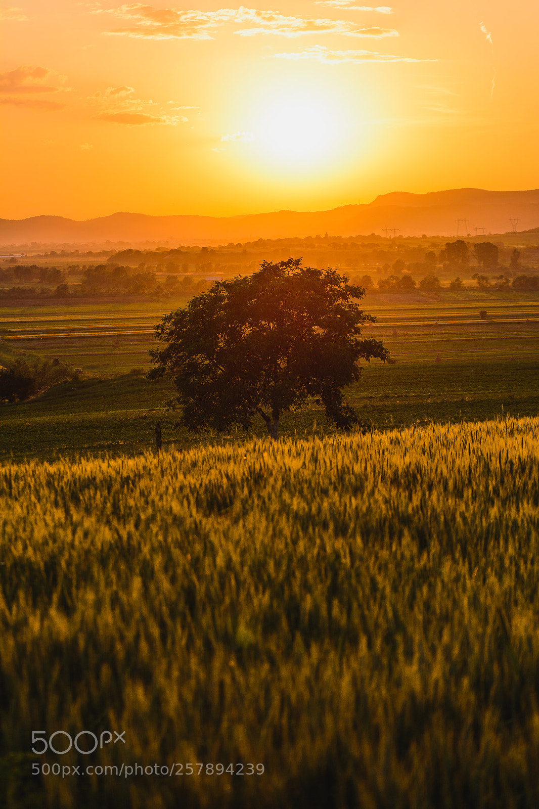 Nikon D7100 sample photo. Majus photography